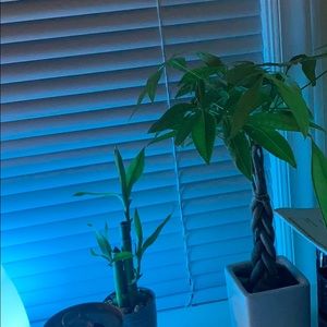 Meet your Posher, Diemmy